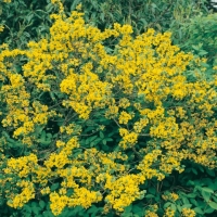 Coronilla VALENTINA SUBS. GLAUCA