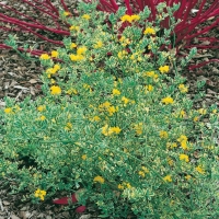 Coronilla VALENTINA SUBS. GLAUCA 'VARIEGATA'