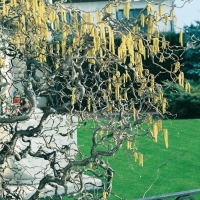 Corylus AVELLANA 'CONTORTA' (Nocciolo Contorto)