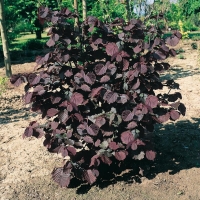 Corylus AVELLANA 'ROTE ZELLERNUSS'