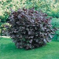 Corylus MAXIMA 'PURPUREA' (Nocciolo Rosso)