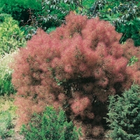 Cotinus COGGYGRIA