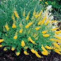 Cytisus NIGRICANS 'CYNI'