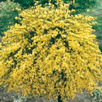 Cytisus x KEWENSIS 'NIKI'