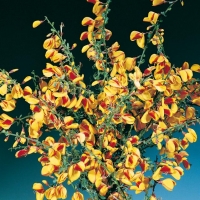 Cytisus SCOPARIUS (Ginestra dei Carbonai)