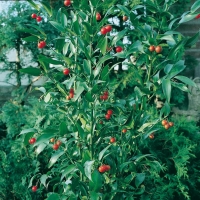 Danae RACEMOSA = RUSCUS RACEMOSUS (Lauro d'Alessandria)