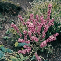 Daphne MEZEREUM