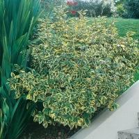 Elaeagnus x EBBINGEI 'GILT EDGE'