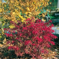 Euonymus ALATUS 'COMPACTUS'