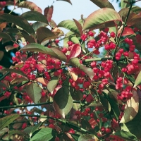 Euonymus EUROPAEUS (Beretta da Prete - Fusaggine)