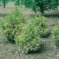 Euonymus JAPONICUS 'BRAVO'