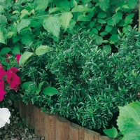 Euonymus JAPONICUS 'MICROPHYLLUS'