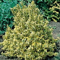 Euonymus 'EMERALD'N GOLD'