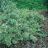 Euonymus FORTUNEI 'EMERALD GAIETY'