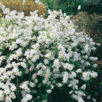 Exochorda x MACRANTHA 'THE BRIDE'