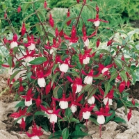 Fuchsia  'ALICE HOFFMANN'