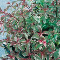 Fuchsia MAGELLANICA 'VERSICOLOR'