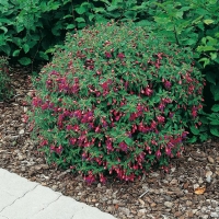 Fuchsia TOM THUMB = 'TOM POUCE'