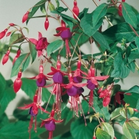 Fuchsia 'CONTRASTE'