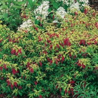 Fuchsia 'GENII'