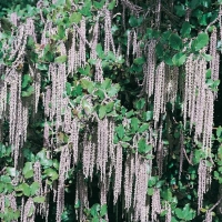 Garrya ELLIPTICA