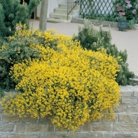 Genista LYDIA (Ginestra della Siria)