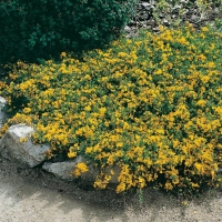 Genista PILOSA 'VANCOUVER GOLD'