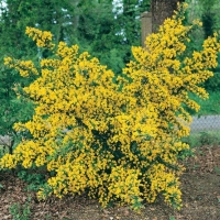 Genista 'PORLOCK'