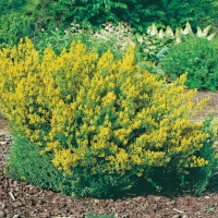 Genista TINCTORIA 'ROYAL GOLD' (Ginestra dei tintori)