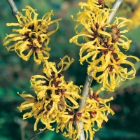 Hamamelis MOLLIS