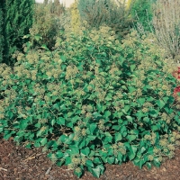 Hedera HELIX 'ARBORESCENS'