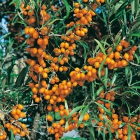 Hippophae RHAMNOIDES (Olivello spinoso)