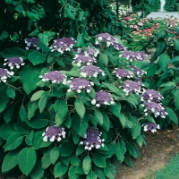 Hydrangea (SARGENTIANA SYN. ASPERA SPP. SARGENTIANA)