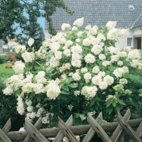 Hydrangea PANICULATA 'GRANDIFLORA'