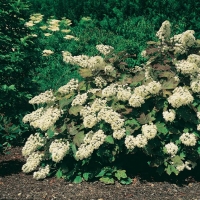 Hydrangea QUERCIFOLIA SNOWFLAKE<sup>®</sup> 'Brido'