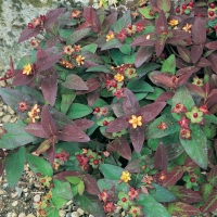 Hypericum ANDROSAEMUM 'ALBURY PURPLE'