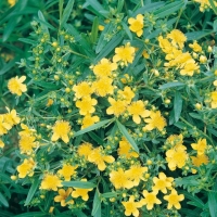 Hypericum ERECTUM 'GEMO'