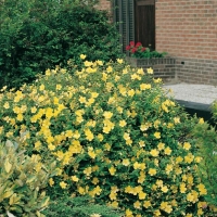 Hypericum 'HIDCOTE'