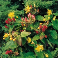 Hypericum x INODORUM 'ELSTEAD'