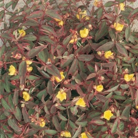 Hypericum x MOSERIANUM 'TRICOLOR'