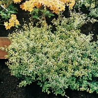 Ilex CRENATA 'GOLDEN GEM'