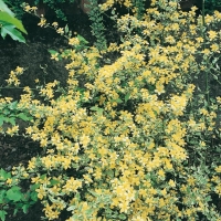 Kerria JAPONICA 'PICTA'