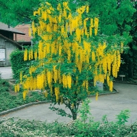 Laburnum x WATERERI 'VOSSII'