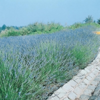 Lavanda angustifolia