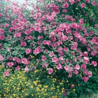 Lavatera OLBIA 'ROSEA'