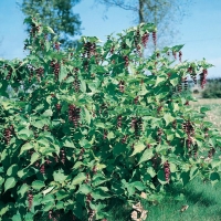 Leycesteria FORMOSA