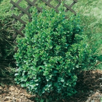 Ligustrum JAPONICUM 'ROTUNDIFOLIUM' = JAPONICUM 'CORIACEUM'