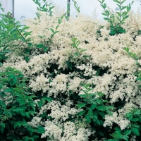 Ligustrum SINENSE