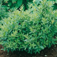 Ligustrum VULGARE 'LODENSE'