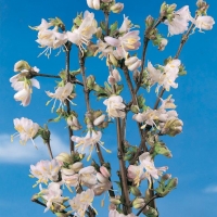 Lonicera FRAGRANTISSIMA